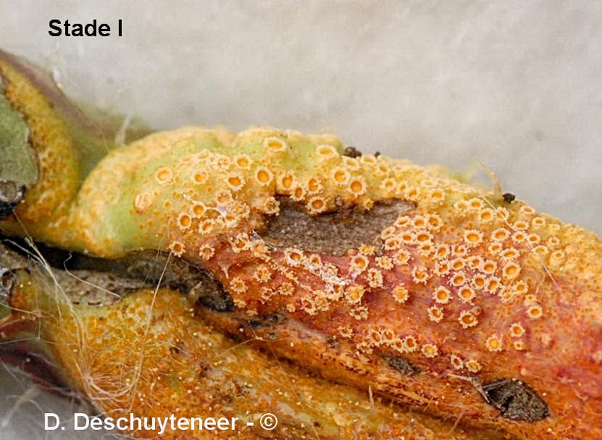 Puccinia caricina