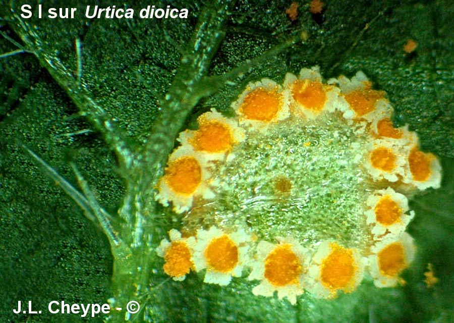 Puccinia caricina