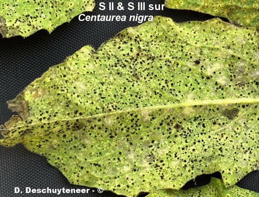 Puccinia centaurea