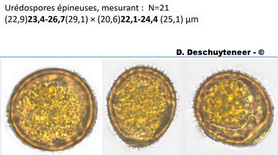 Puccinia centaurea