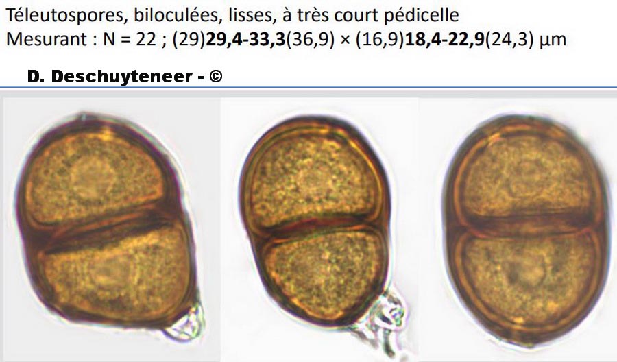 Puccinia centaurea