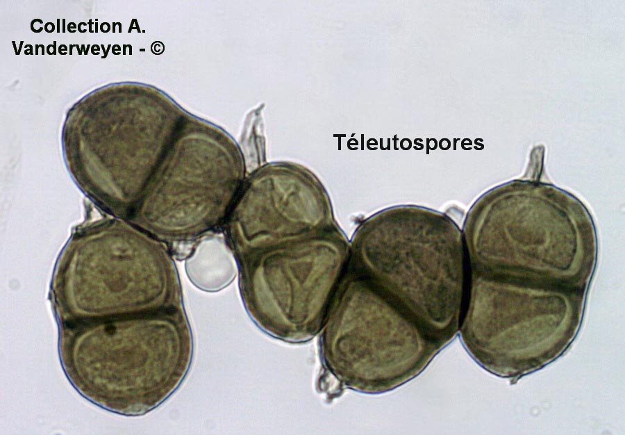 Puccinia chaerophylli