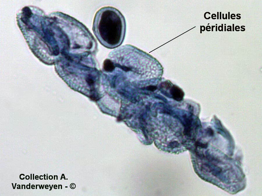 Puccinia chaerophylli