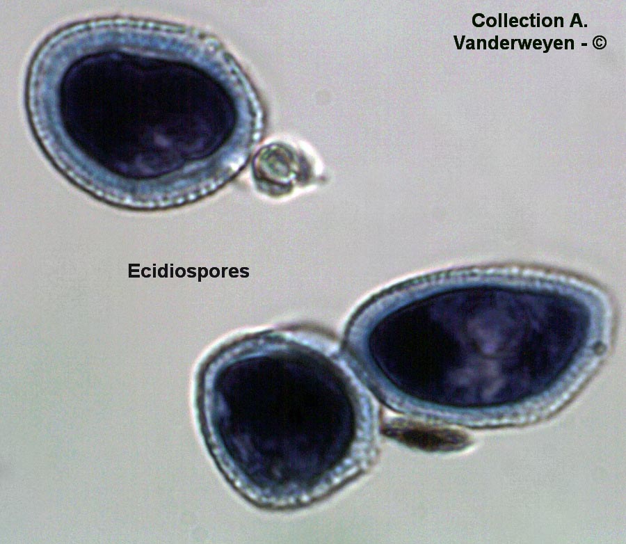 Puccinia chaerophylli