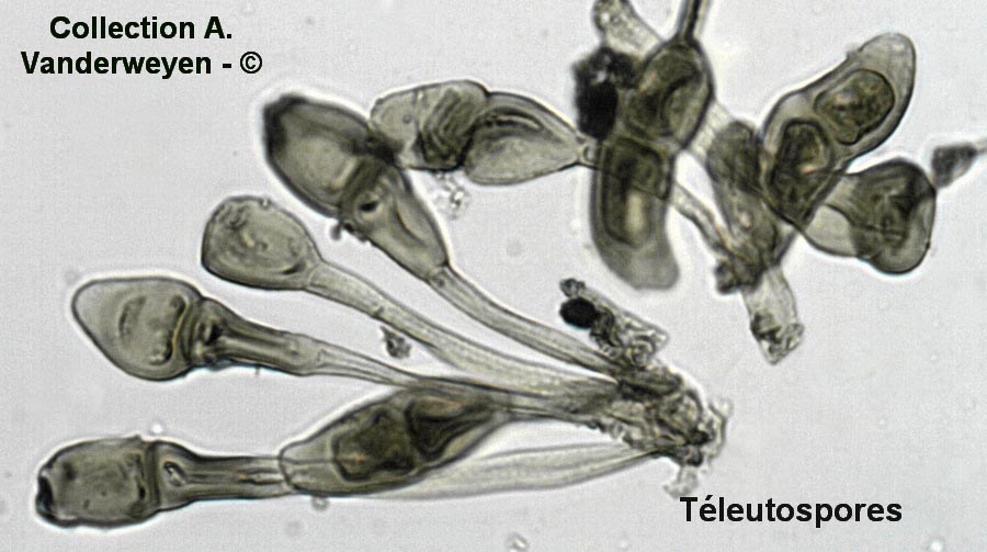 Puccinia chamaedryos