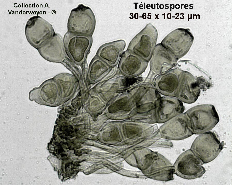 Puccinia chamaedryos