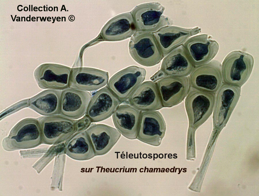 Puccinia chamaedryos