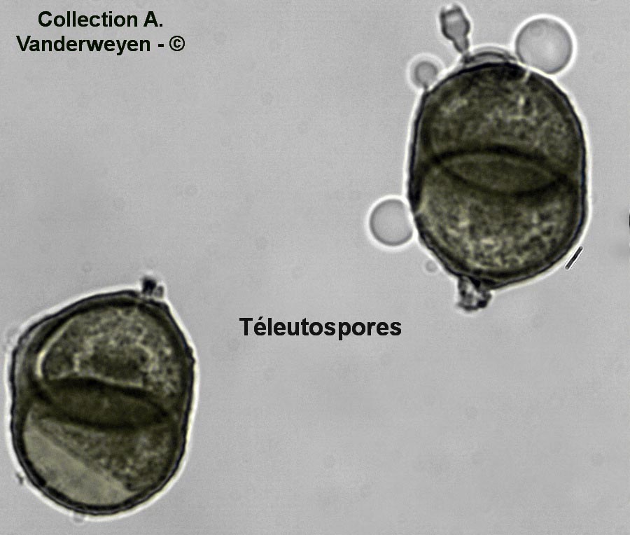 Puccinia chondrillina