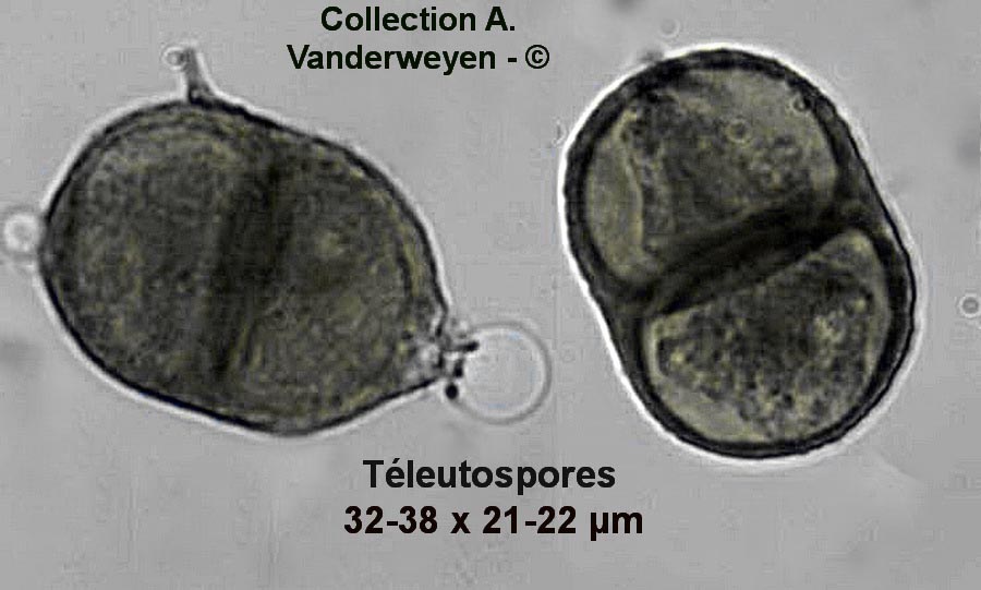 Puccinia chondrillina