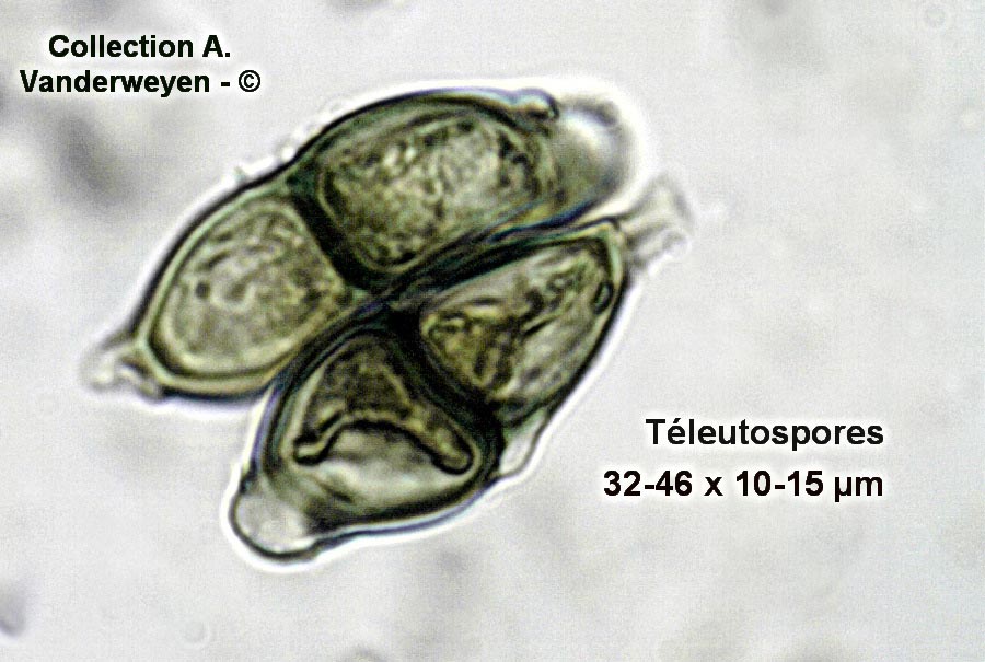 Puccinia chrysosplenii