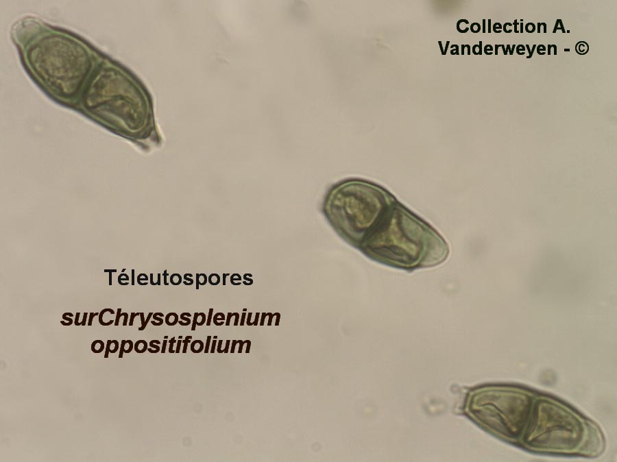 Puccinia chrysosplenii