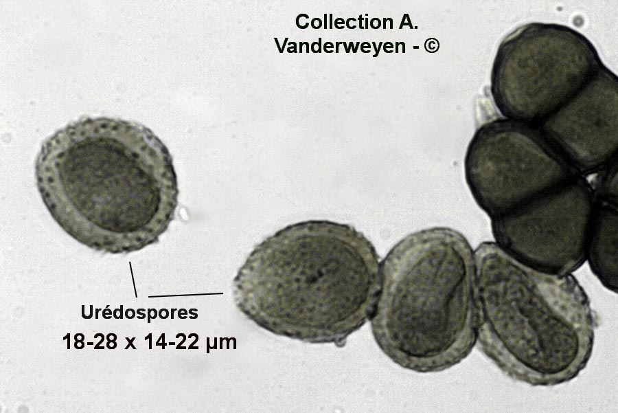 Puccinia cicutae