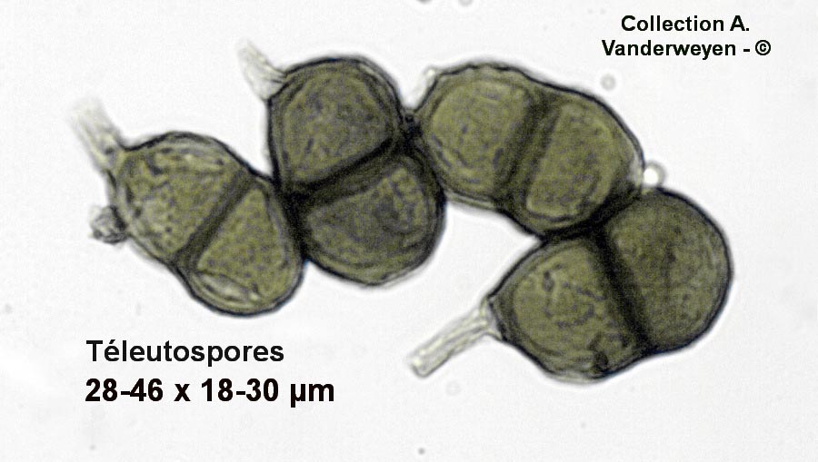 Puccinia cicutae