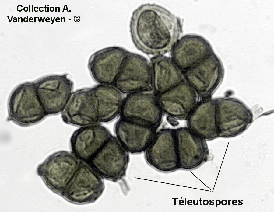 Puccinia cicutae