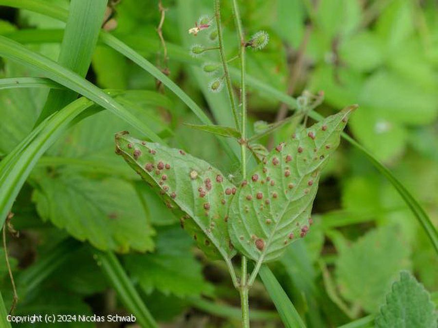 Puccinia circaeae