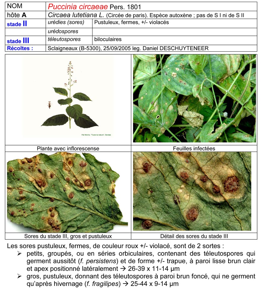 Puccinia circaeae