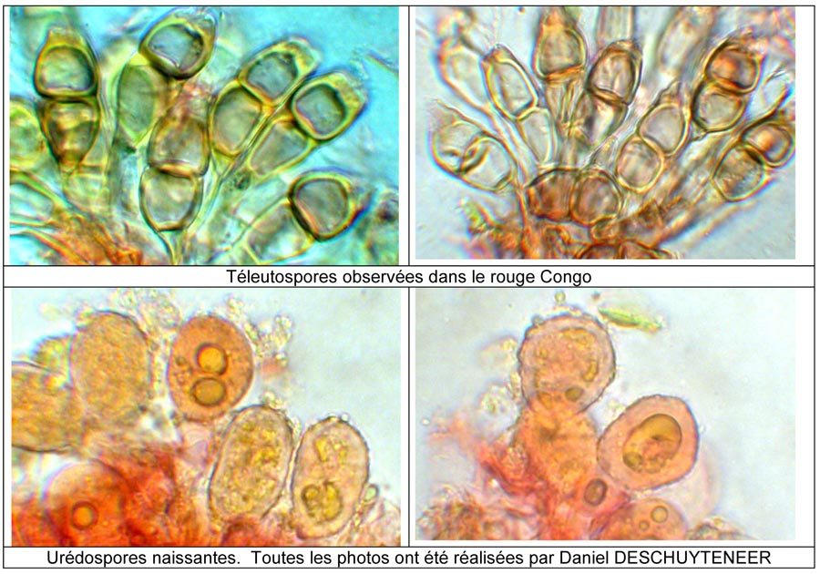 Puccinia circaeae