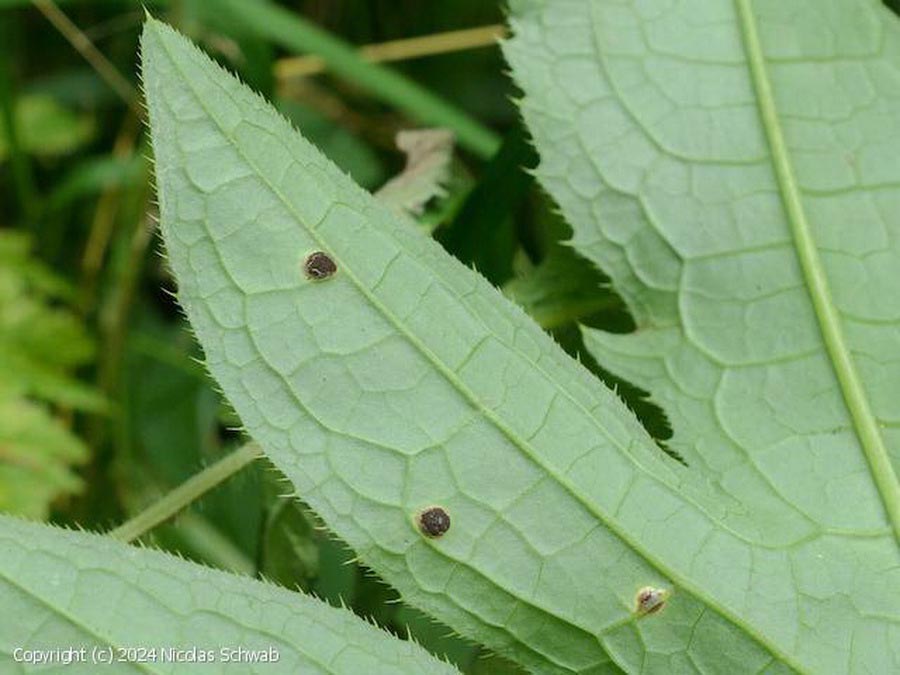 Puccinia cnici-oleracei