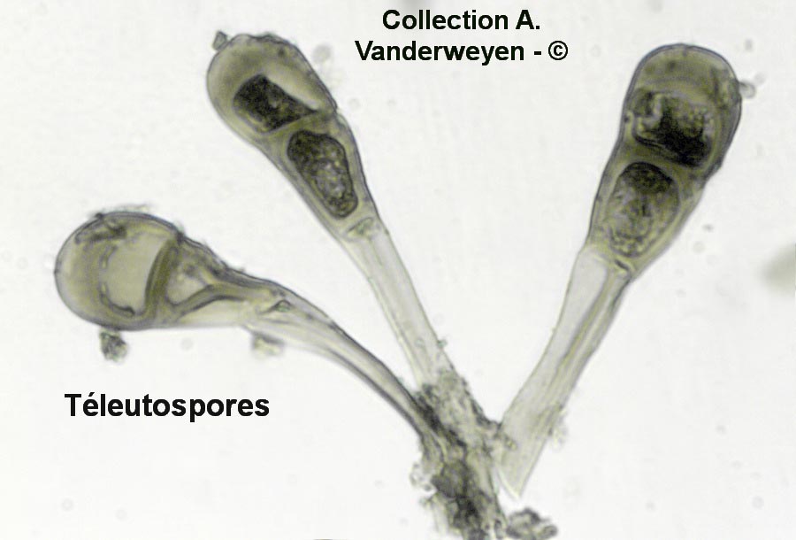 Puccinia cnici-oleracei