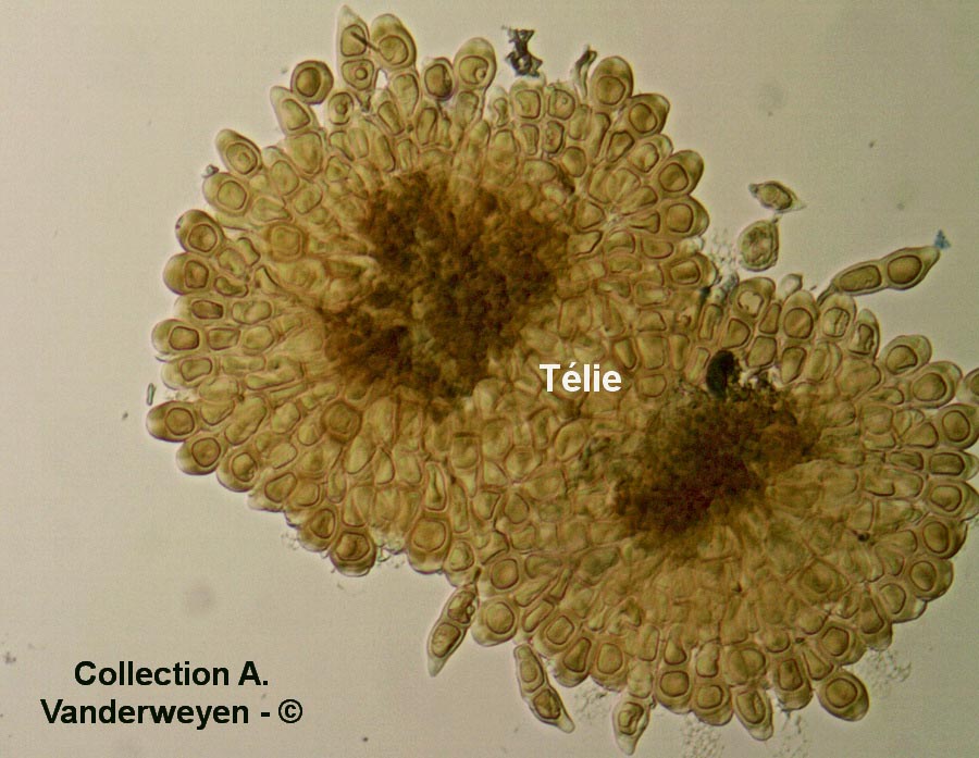 Puccinia cnici-oleracei