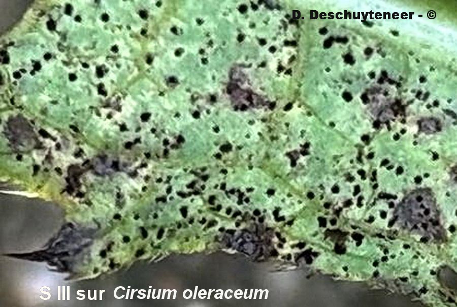 Puccinia cnici