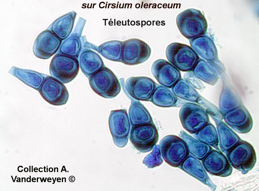 Puccinia cnici-oleracei