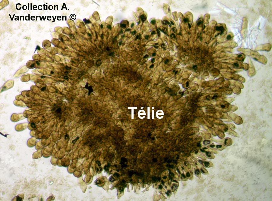 Puccinia cnici-oleracei