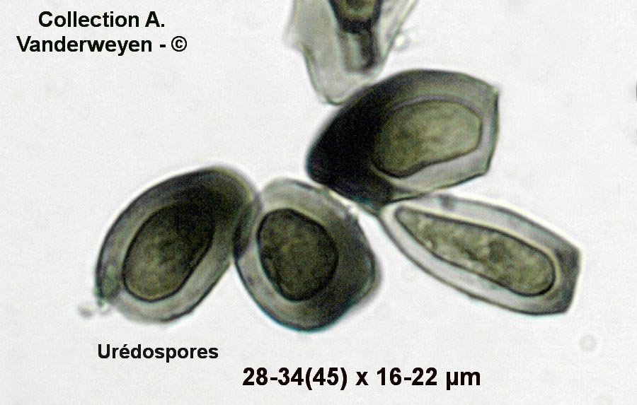 Puccinia compacta