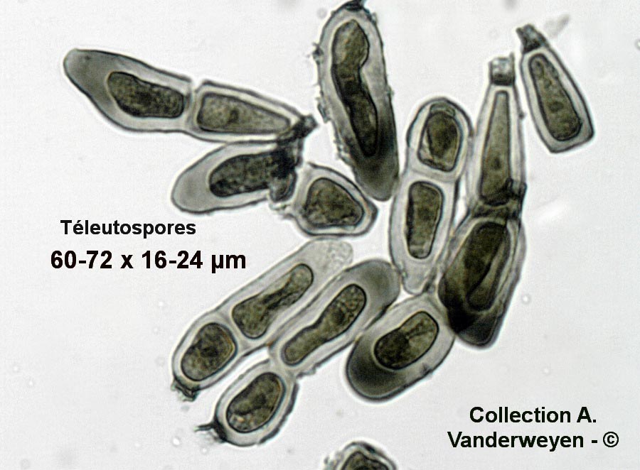 Puccinia compacta