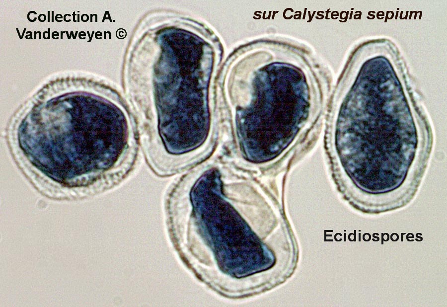 Puccinia convolvuli