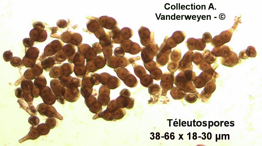 Puccinia convolvuli