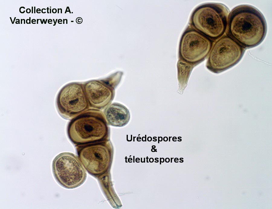 Puccinia convolvuli