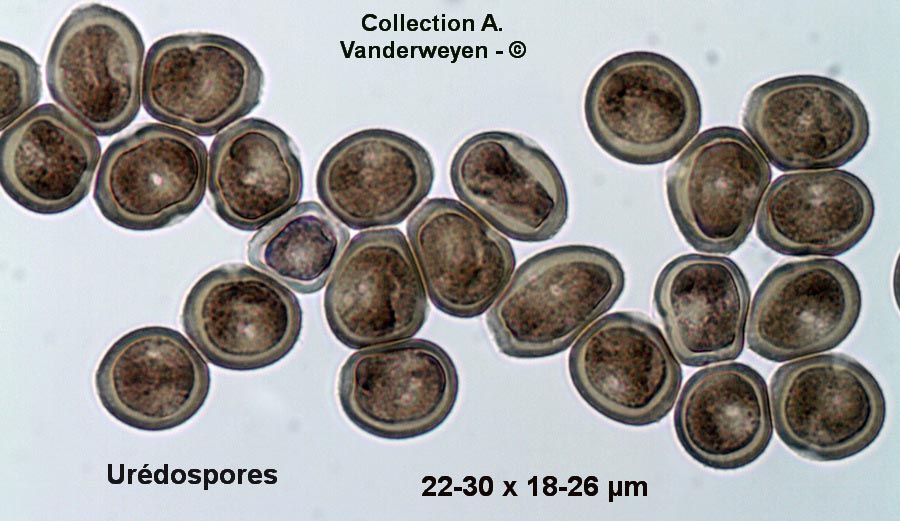 Pucciniastrum epilobii