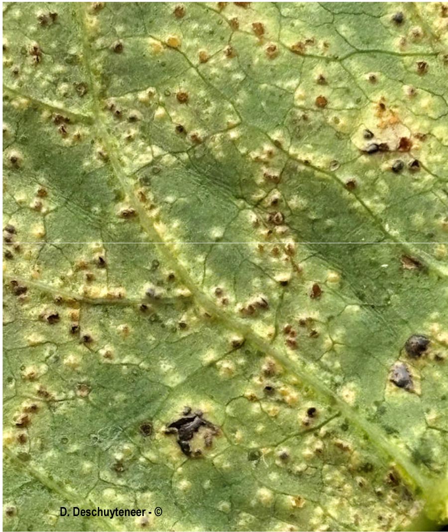 Puccinia convolvuli