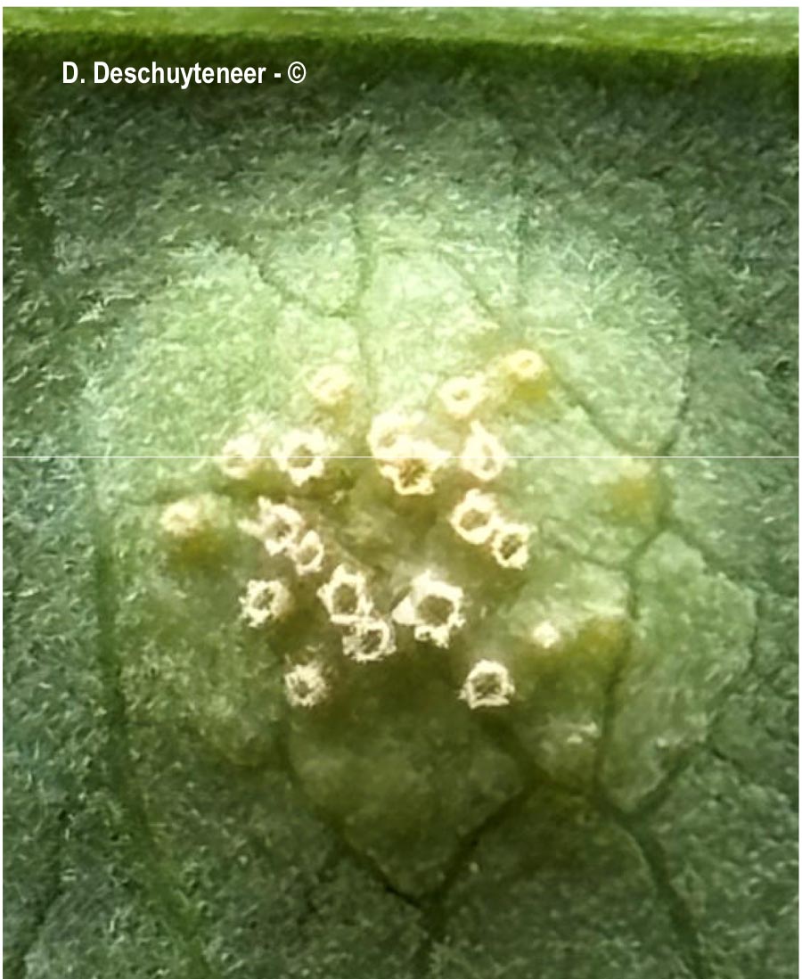 Puccinia convolvuli