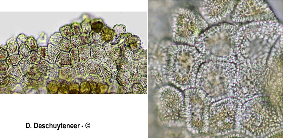 Puccinia convolvuli
