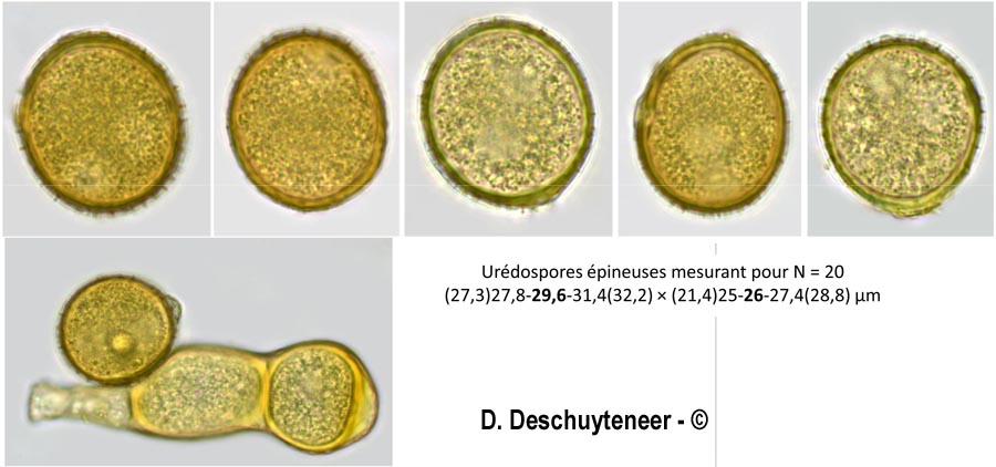 Puccinia convolvuli