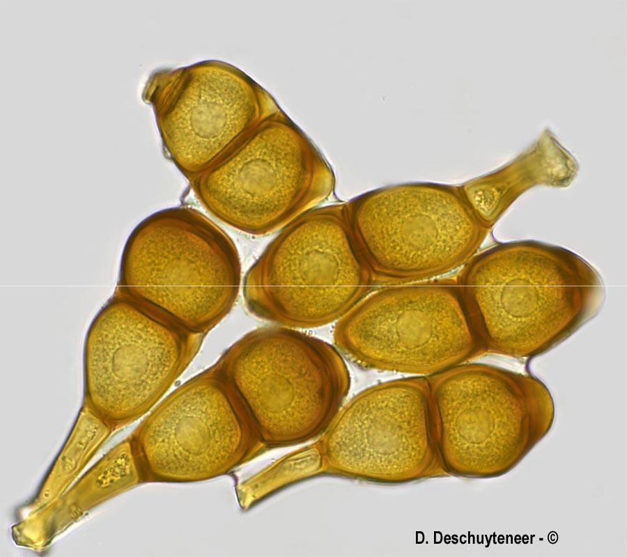 Puccinia convolvuli