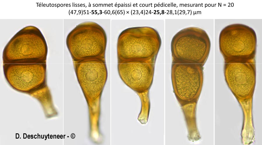 Puccinia convolvuli