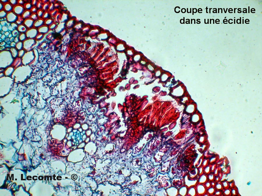 Puccinia coronata