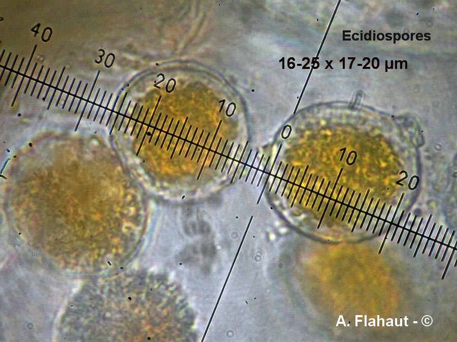 Puccinia coronata