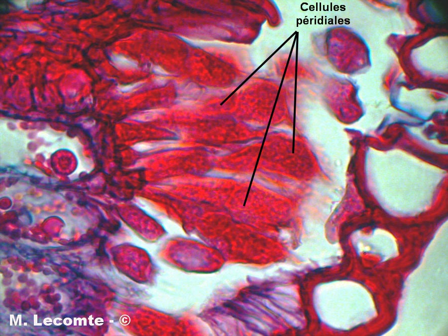 Puccinia coronata