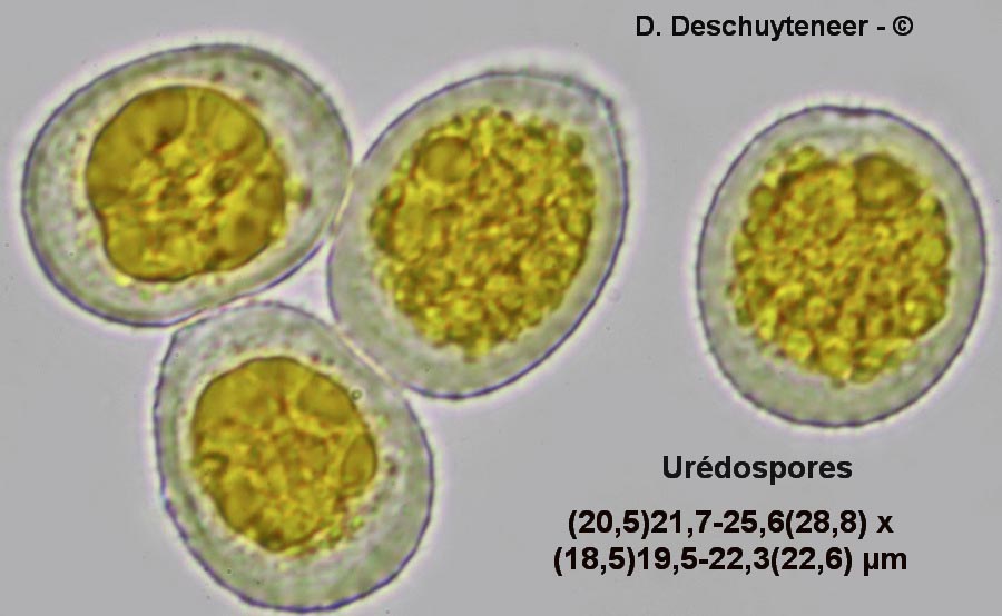 Puccinia coronata