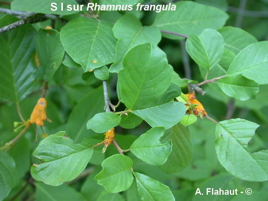 Puccinia coronata