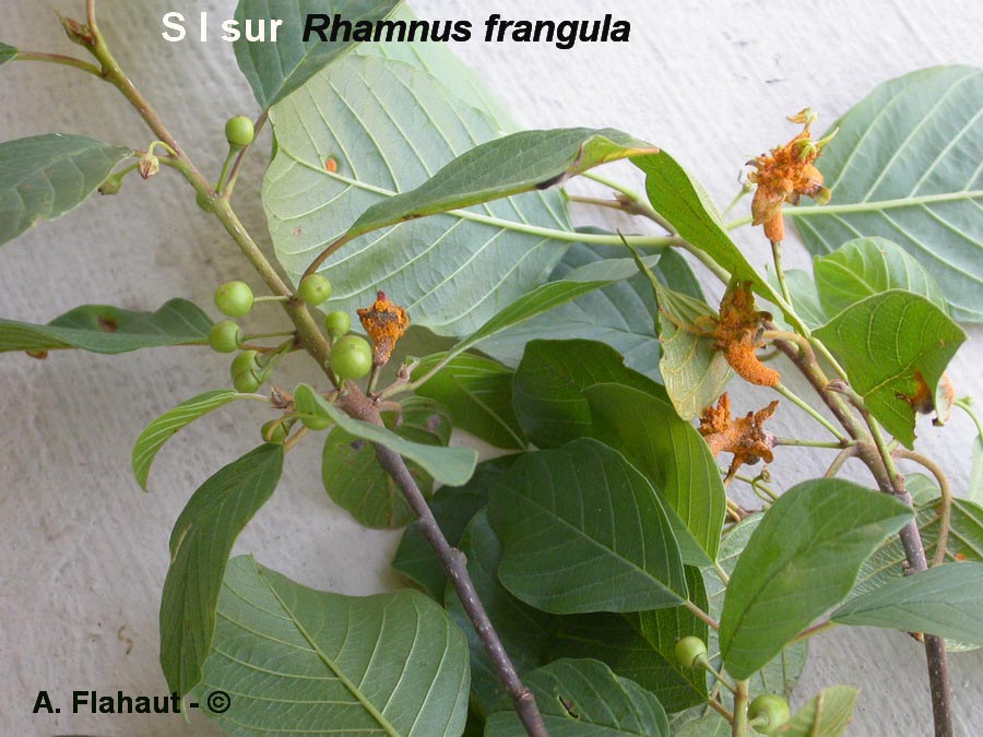 Puccinia coronata
