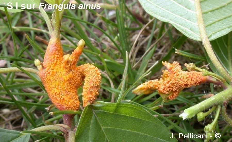 Puccinia coronata