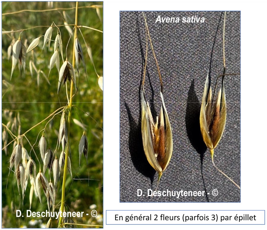 Puccinia coronata var. avenae