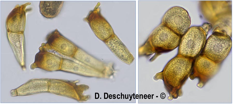 Puccinia coronata var. avenae