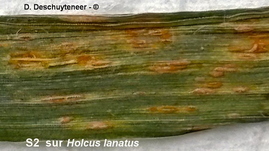 Puccinia coronata