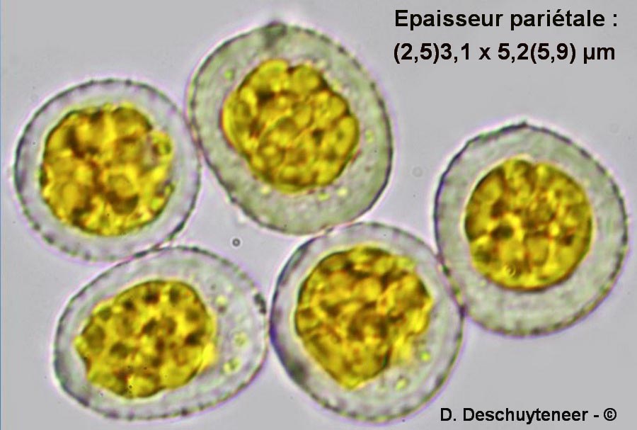 Puccinia coronata